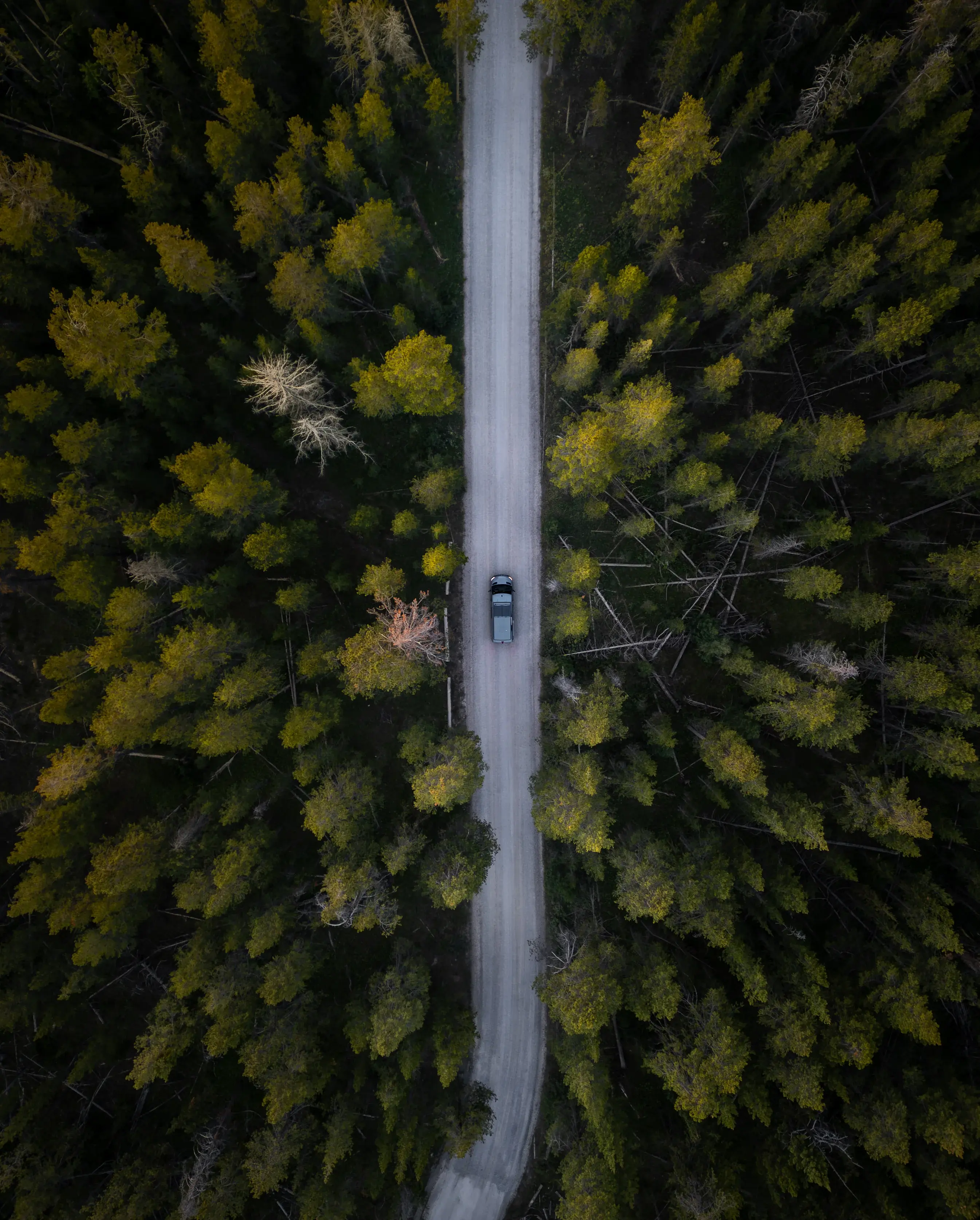 A campervan going through a forest